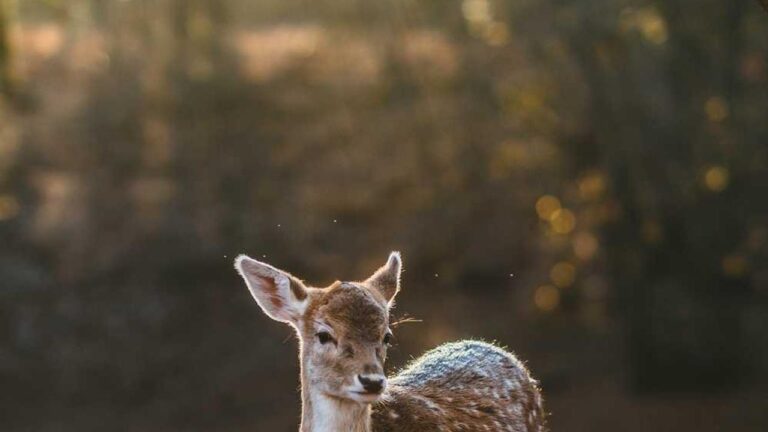 What Is The Cricbet99 Vip Club Official Website?